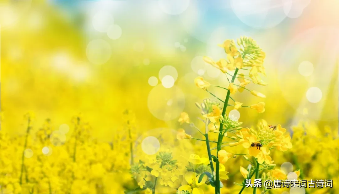 形容油菜花的词语和句子（赞美油菜花的优美诗文好句）