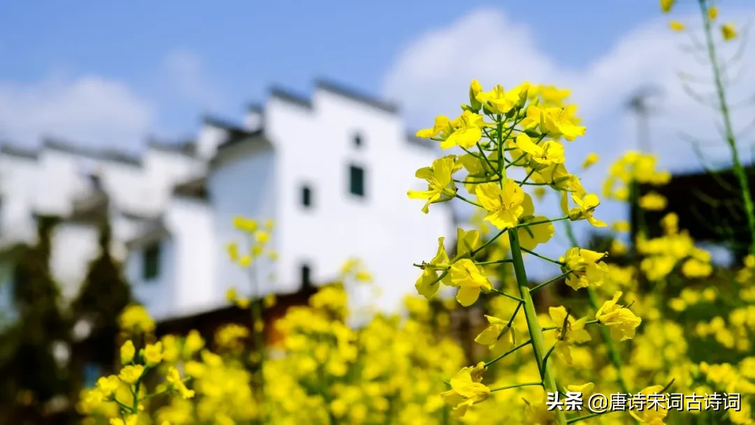 形容油菜花的词语和句子（赞美油菜花的优美诗文好句）