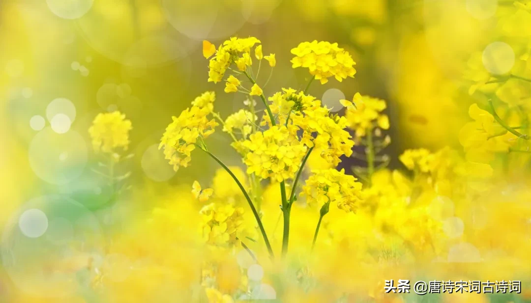 形容油菜花的词语和句子（赞美油菜花的优美诗文好句）