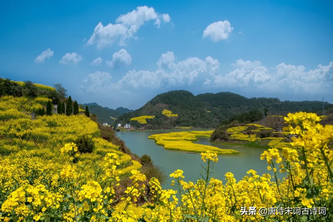 形容油菜花的词语和句子（赞美油菜花的优美诗文好句）