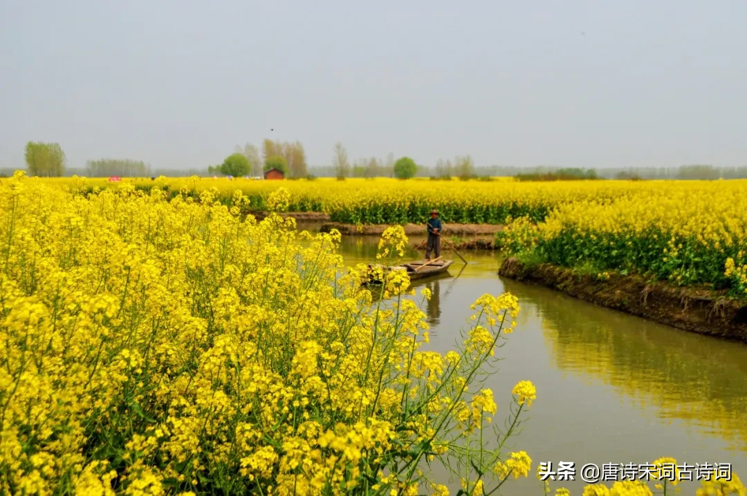 形容油菜花的词语和句子（赞美油菜花的优美诗文好句）