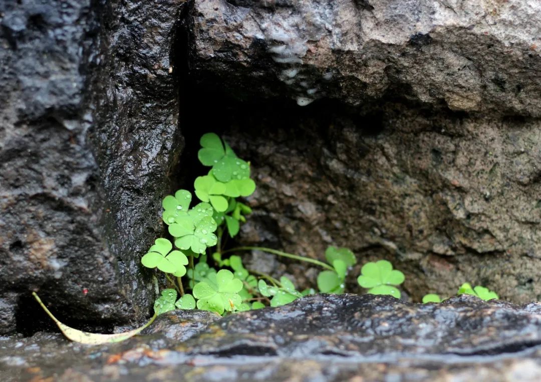 形容雨的诗句唯美（下雨的有意境的短句子）