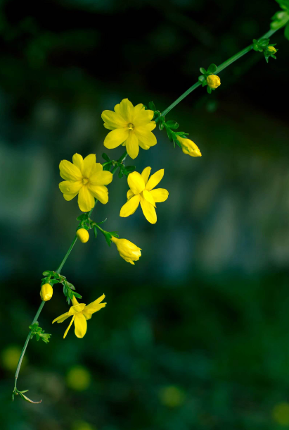 描写迎春花的诗句古诗（赞美迎春花的优美诗句）