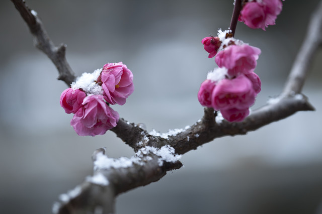 梅花诗句最出名诗句（傲骨梅花唯美语句）
