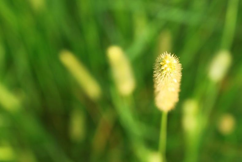 关于草的诗句古诗（形容野草的诗句）