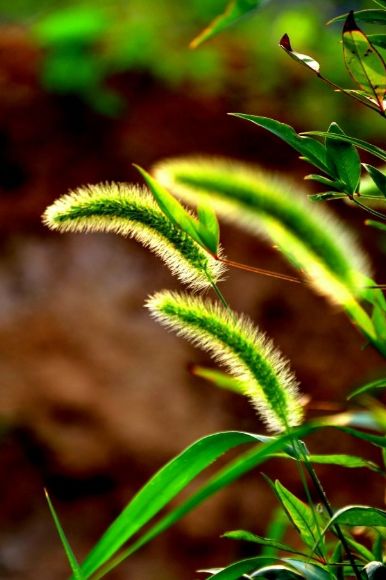 关于草的诗句古诗（形容野草的诗句）