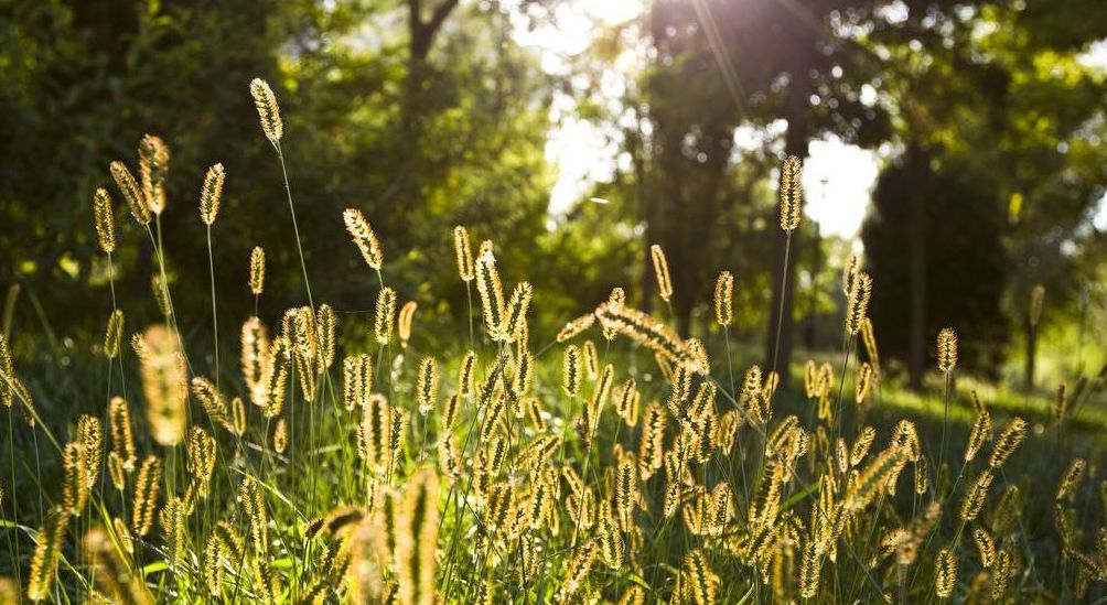 关于草的诗句古诗（形容野草的诗句）