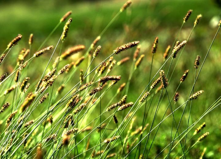 关于草的诗句古诗（形容野草的诗句）