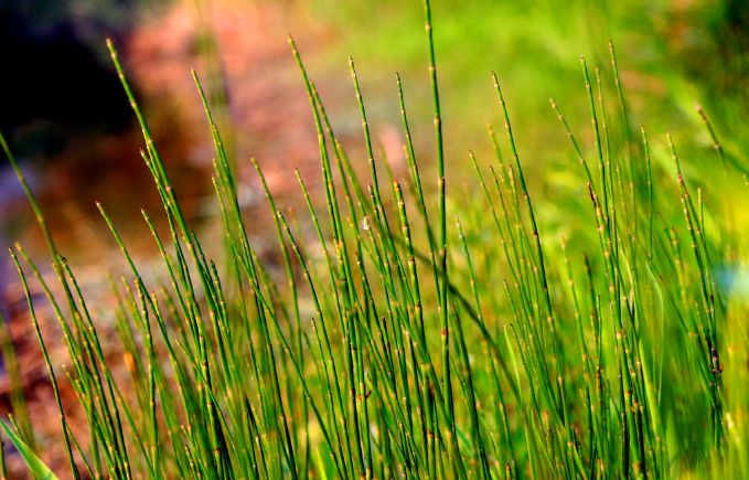 关于草的诗句古诗（形容野草的诗句）