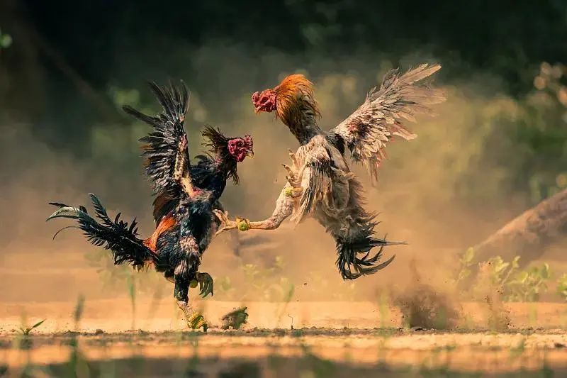 呆若木鸡文言文翻译（呆若木鸡的寓意道理）