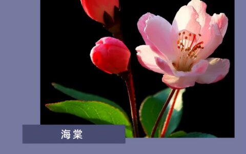 花的句子唯美短句（欣赏花的优美句子）