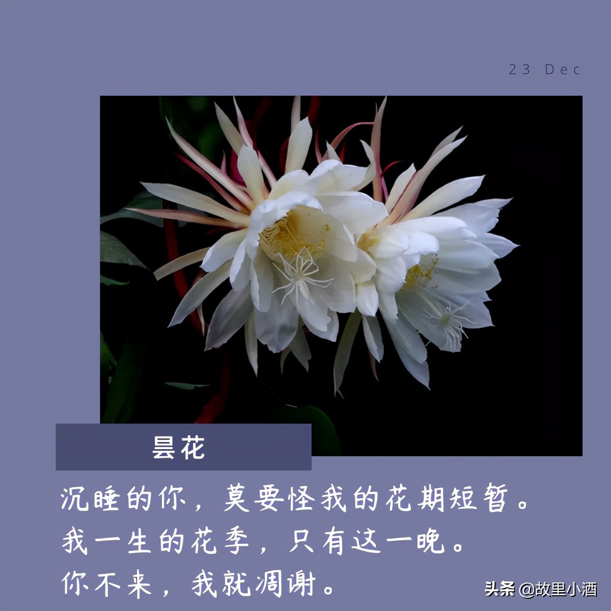 花的句子唯美短句（欣赏花的优美句子）