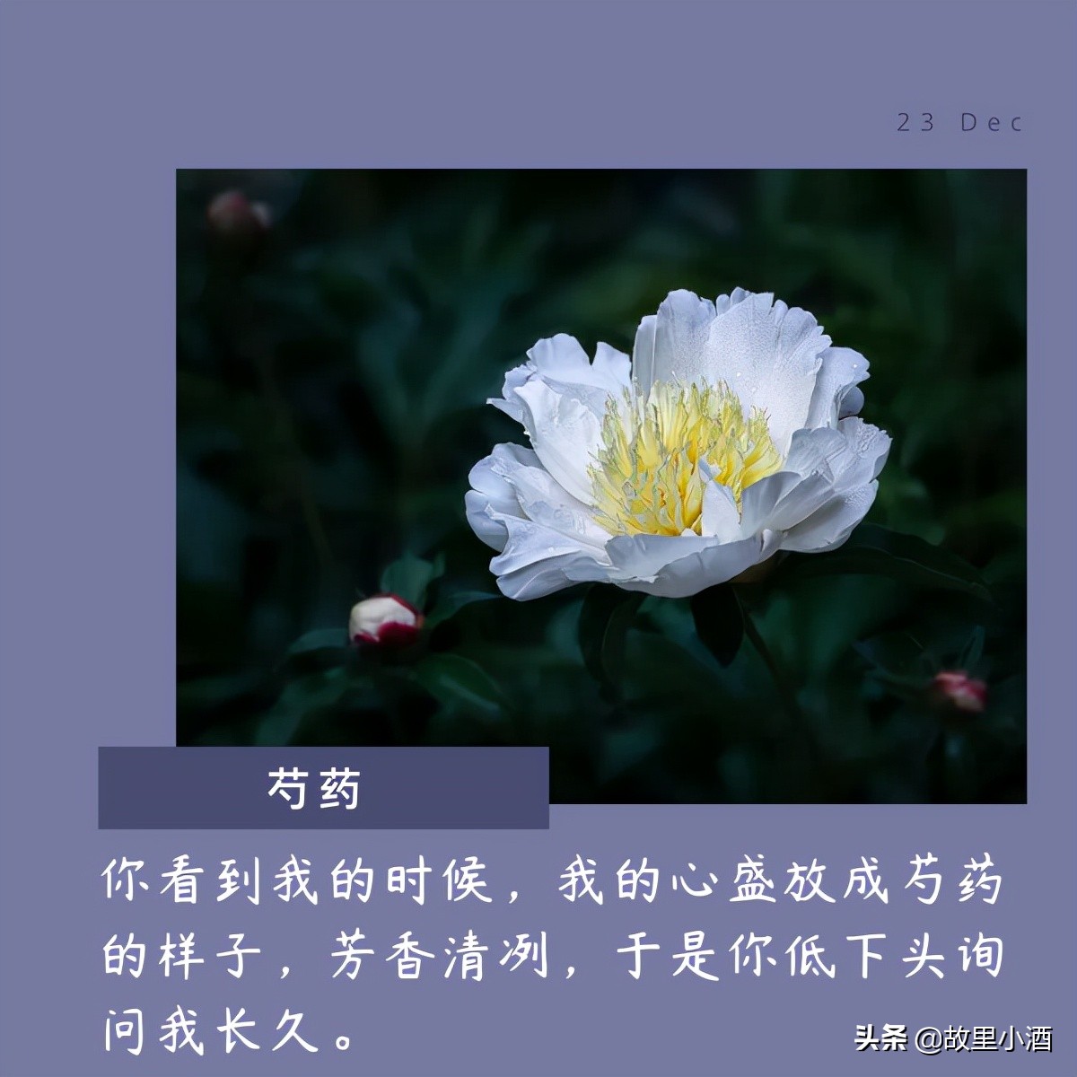 花的句子唯美短句（欣赏花的优美句子）