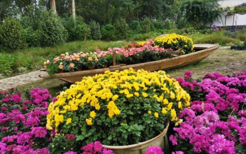 菊花唐元稹古诗译文（菊花元稹古诗注音）