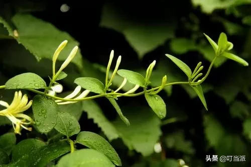 描写春的诗句大全简单（关于春天的古诗简单）