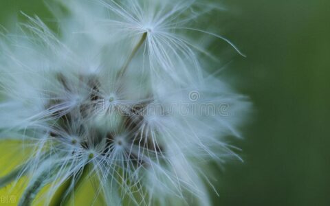 阅读名言名句大全励志人生（关于读书的优美段落摘抄）