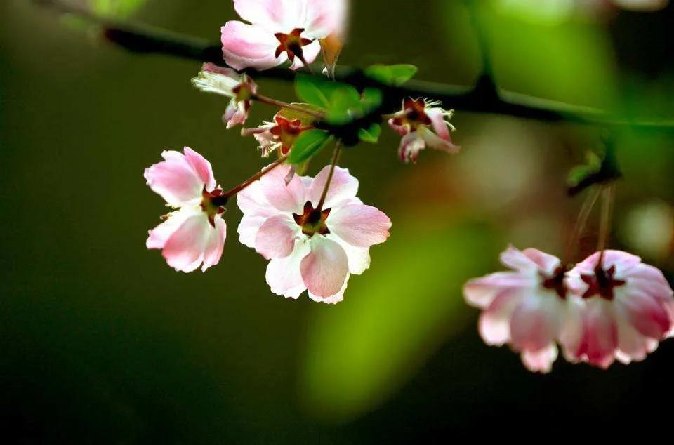 关于描写春天的句子摘抄（描写春天的美景短句）