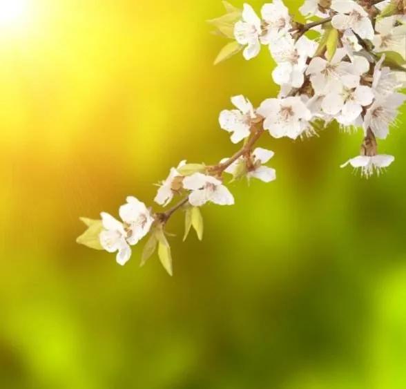 关于描写春天的句子摘抄（描写春天的美景短句）