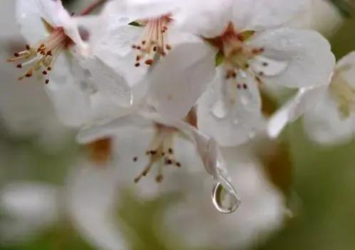 关于描写春天的句子摘抄（描写春天的美景短句）