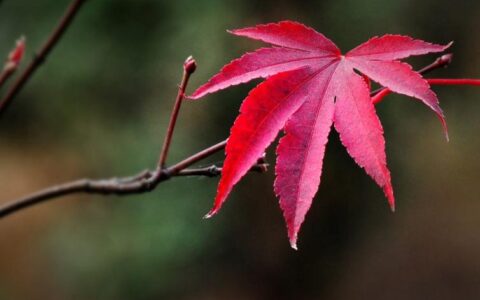 步入中年的70后感悟（奔五的70后人生感悟分享）