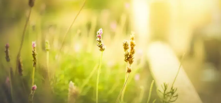 赞美环境好的句子（形容环境绿化优美句子）