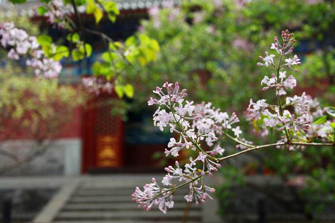 曲径通幽处的下一句是什么（题破山寺后禅院诗文赏析和翻译）