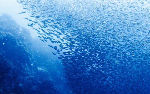 写动物的诗有哪些（关于写动物的现代诗歌）