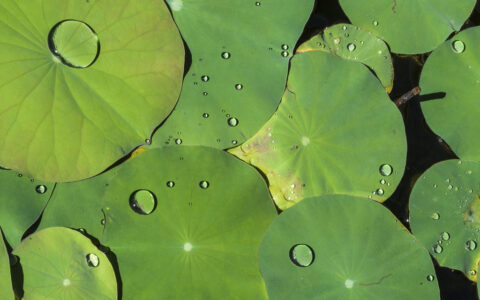 夏季诗句有哪些（有关描写夏天的诗句）