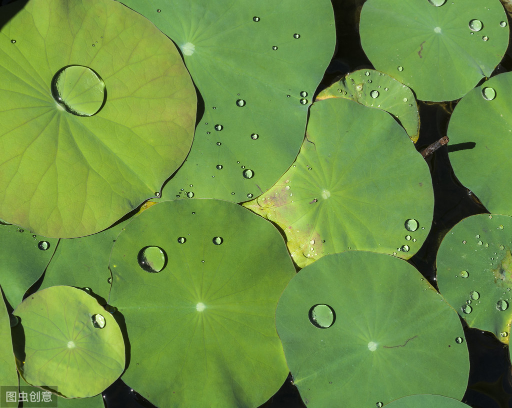 夏季诗句有哪些（有关描写夏天的诗句）