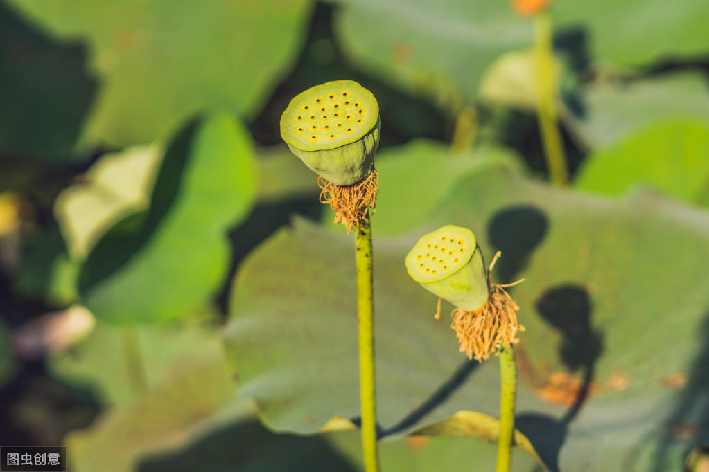 夏季诗句有哪些（有关描写夏天的诗句）