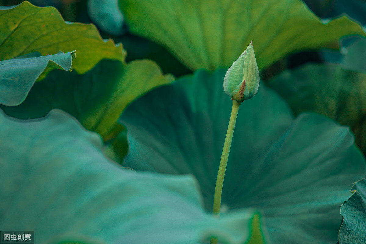 夏季诗句有哪些（有关描写夏天的诗句）