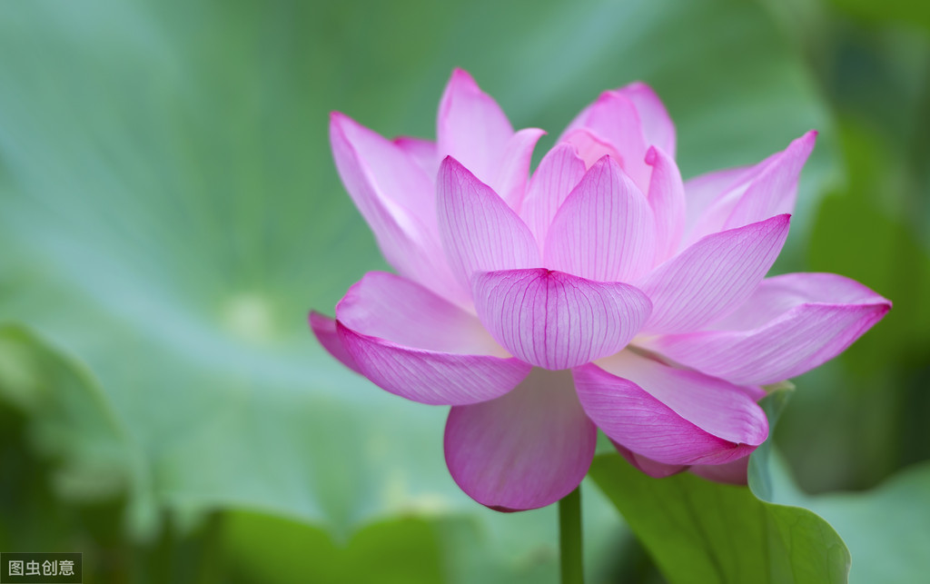 夏季诗句有哪些（有关描写夏天的诗句）