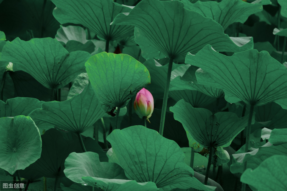 夏季诗句有哪些（有关描写夏天的诗句）