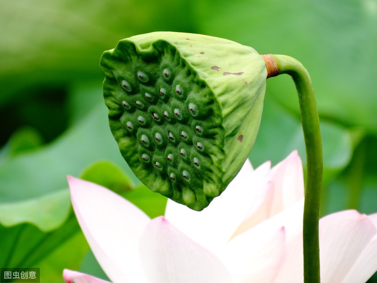 夏季诗句有哪些（有关描写夏天的诗句）