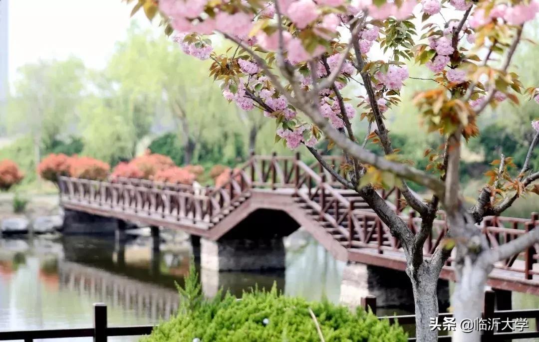 关于樱花的唯美短句（樱花的文案唯美）
