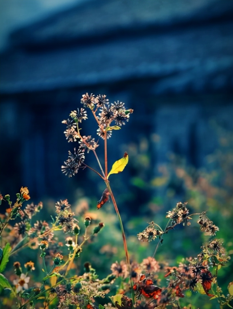 回望过去感慨短句（怀念过去的唯美句子）