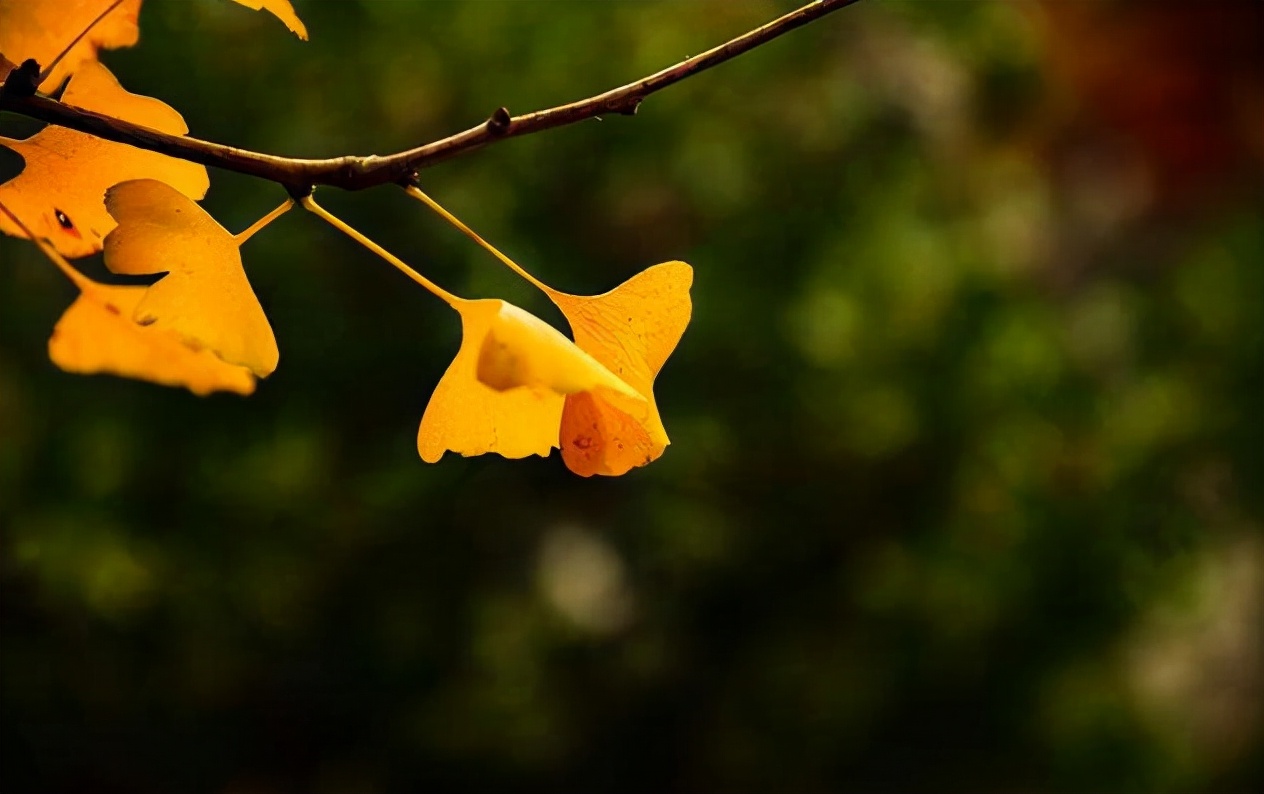 回望过去感慨短句（怀念过去的唯美句子）