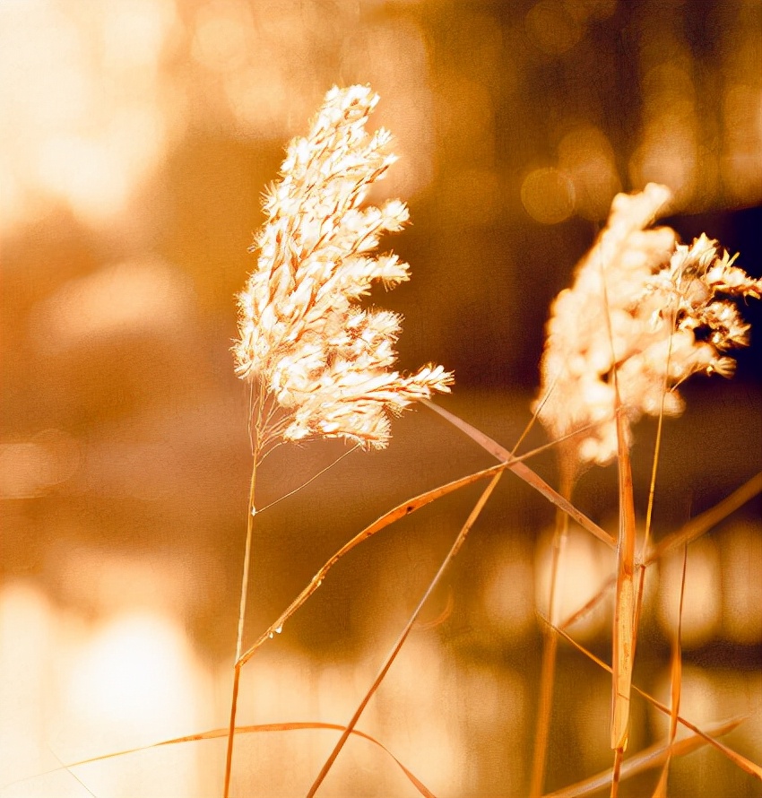 回望过去感慨短句（怀念过去的唯美句子）