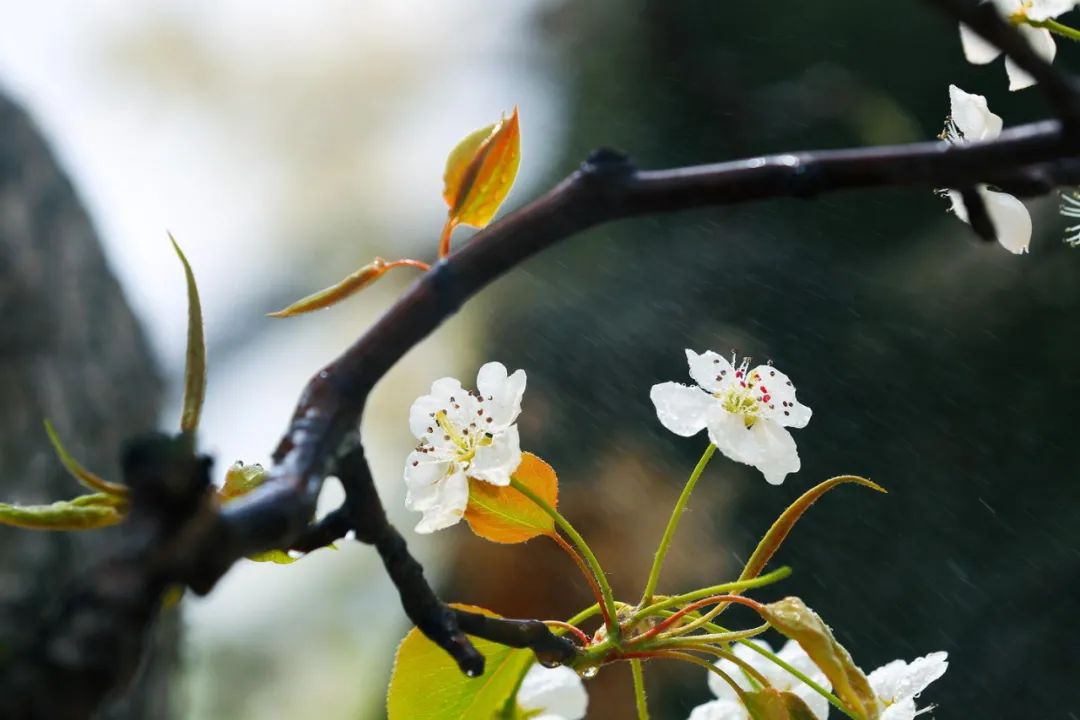 最经典的梨花诗句（形容梨花的诗句唯美短句）