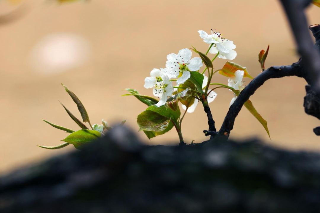 最经典的梨花诗句（形容梨花的诗句唯美短句）