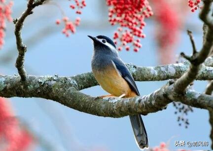 樱花唯美句子简短悲伤（关于樱花的浪漫诗词）