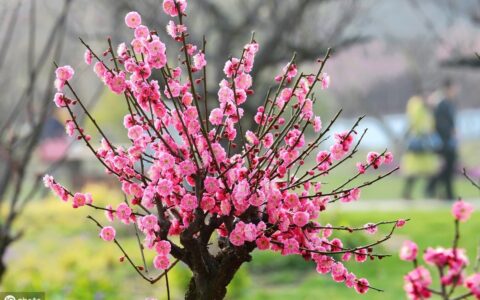 卜算子咏梅读音注音版（原文注音及解释欣赏）