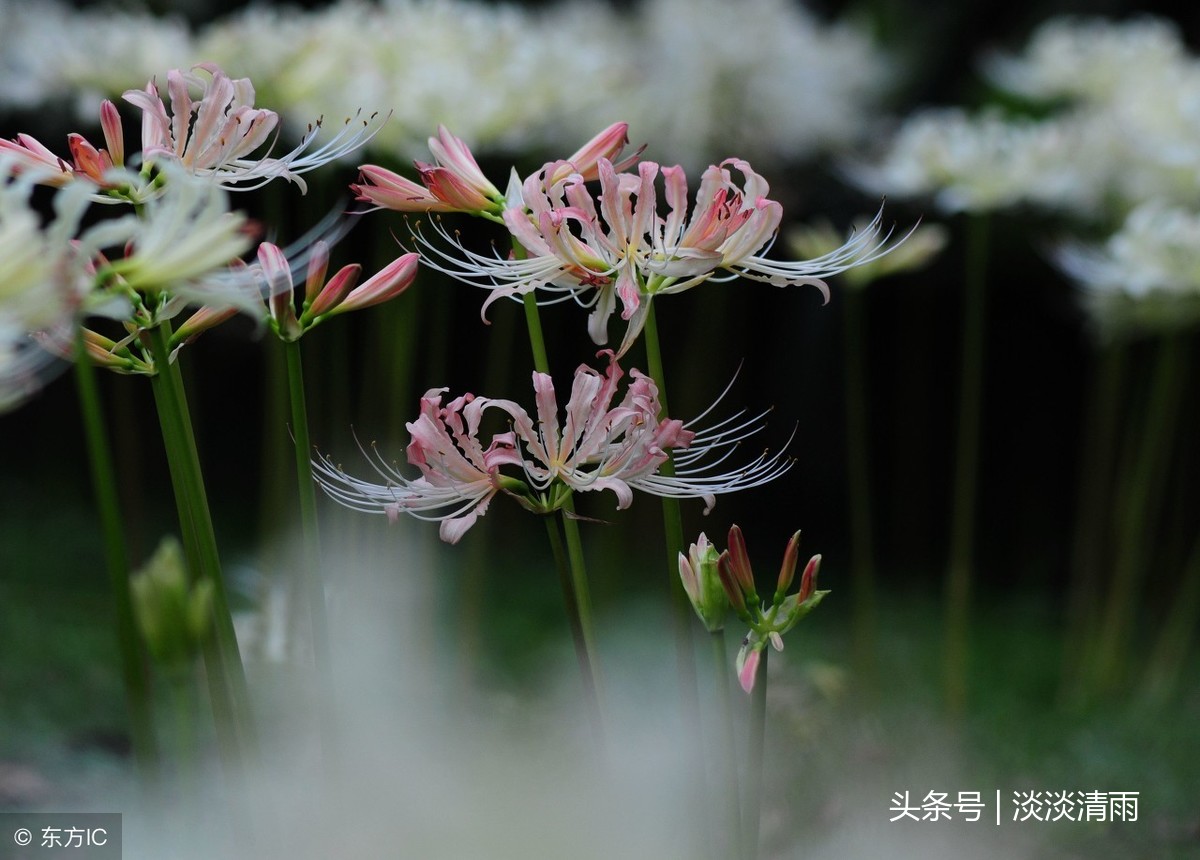 赞美彼岸花的诗句（关于彼岸花的唯美诗句 ）