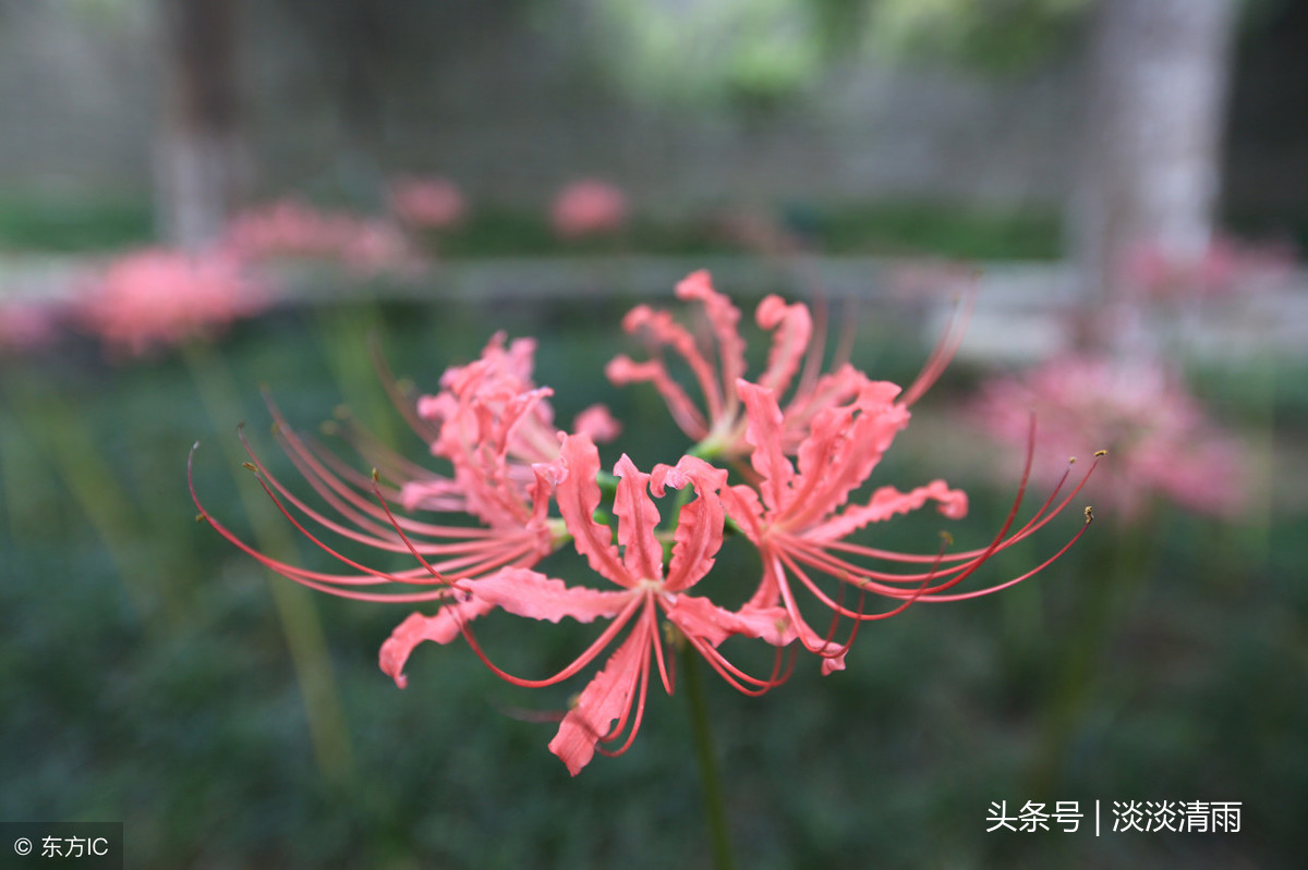 赞美彼岸花的诗句（关于彼岸花的唯美诗句 ）