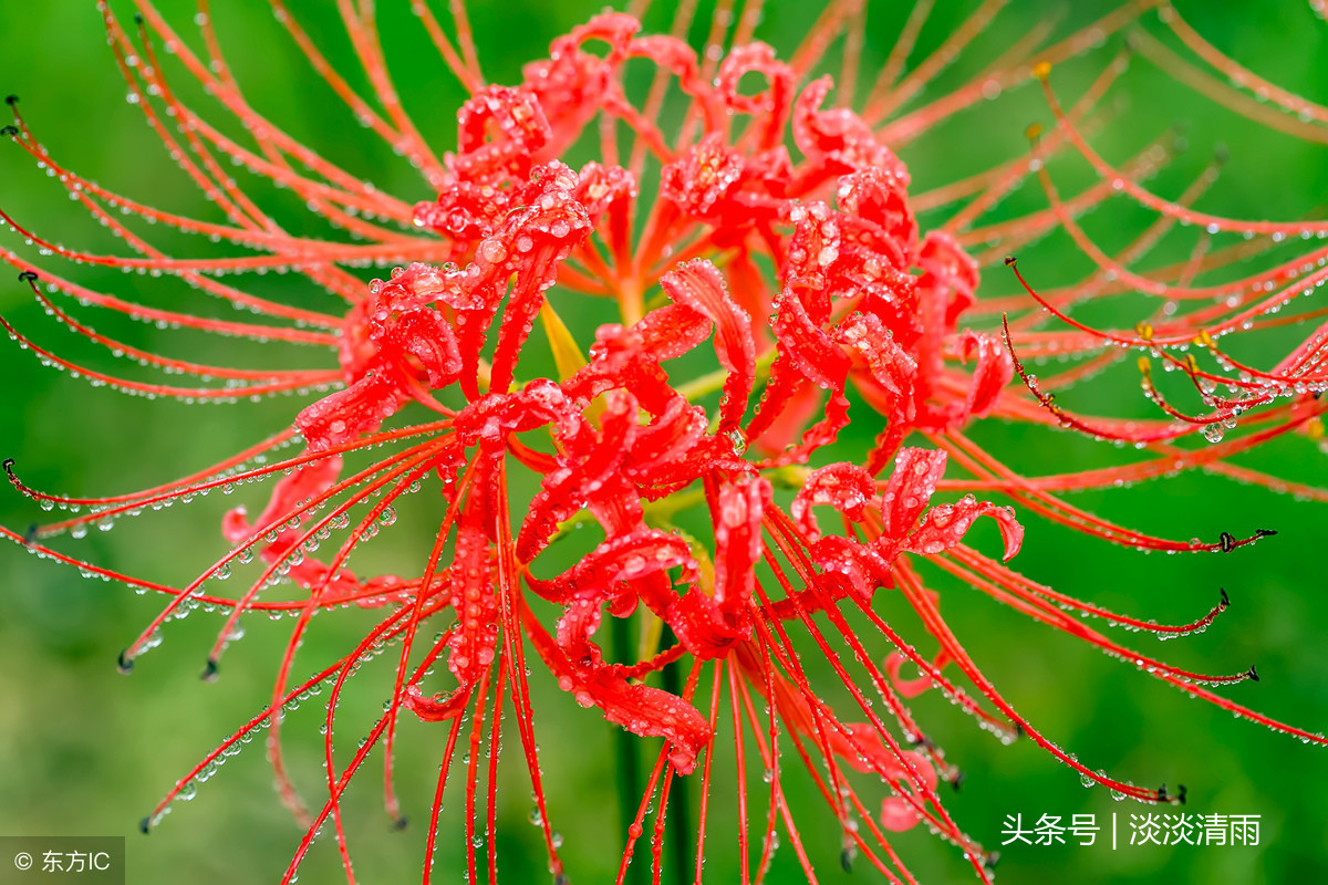 赞美彼岸花的诗句（关于彼岸花的唯美诗句 ）