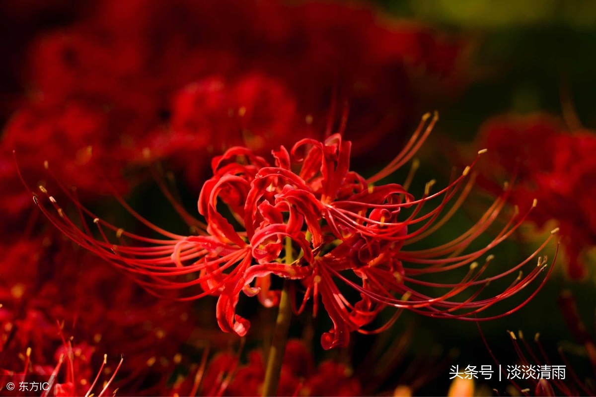 赞美彼岸花的诗句（关于彼岸花的唯美诗句 ）