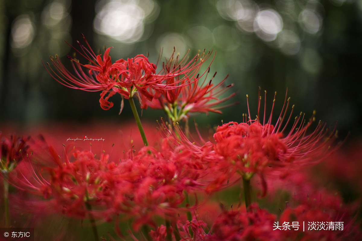 赞美彼岸花的诗句（关于彼岸花的唯美诗句 ）