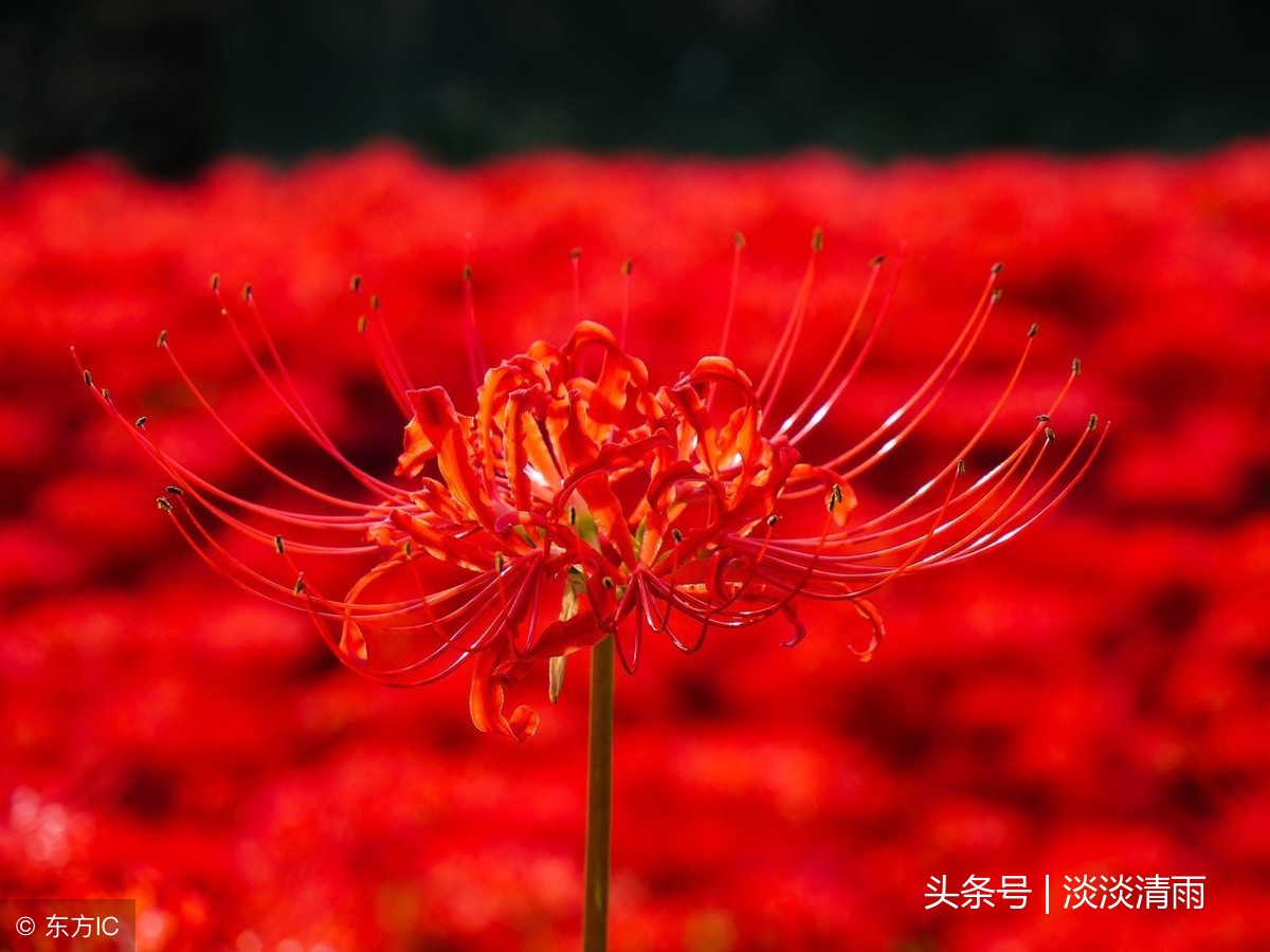 赞美彼岸花的诗句（关于彼岸花的唯美诗句 ）