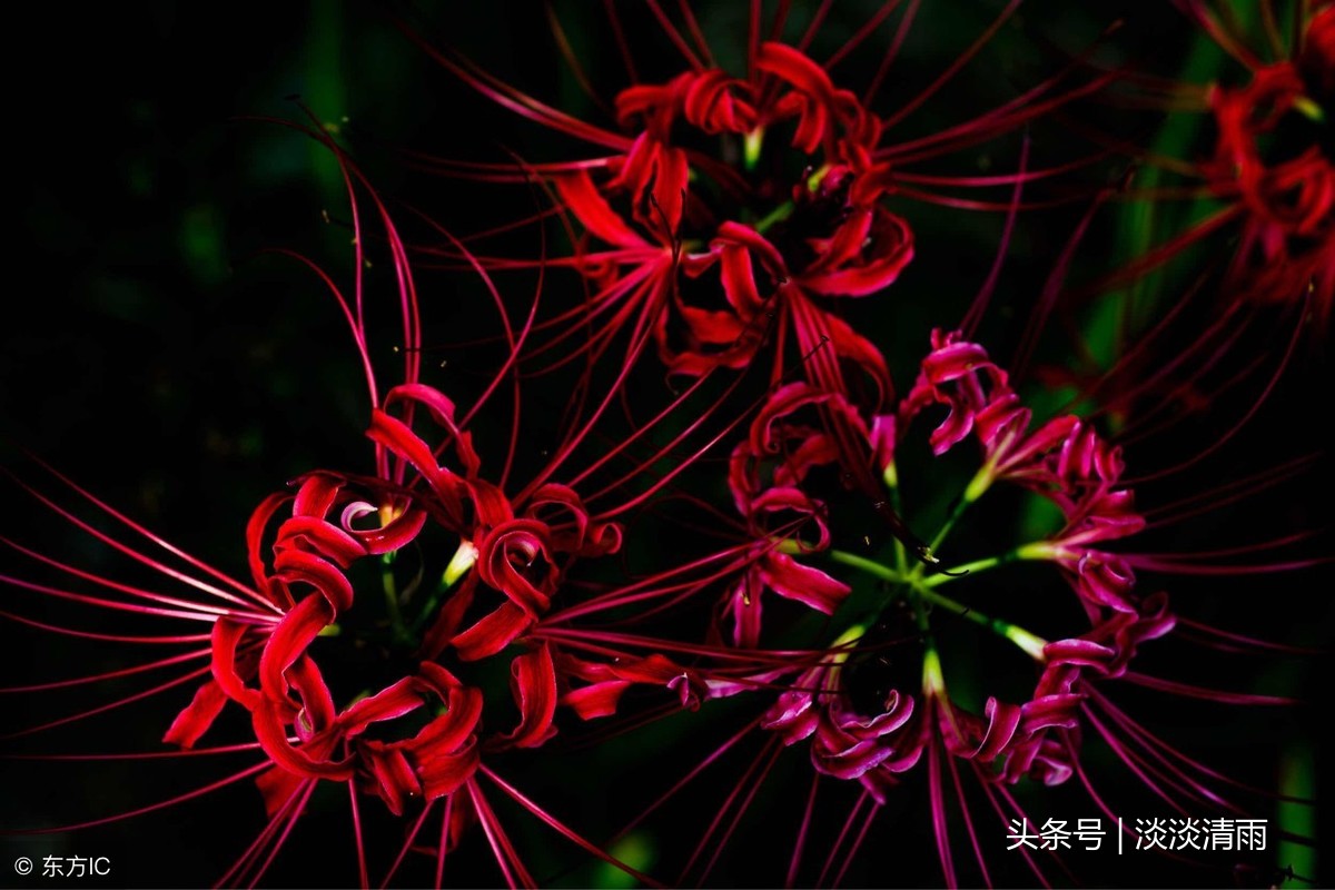 赞美彼岸花的诗句（关于彼岸花的唯美诗句 ）