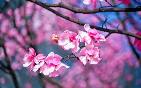 纷纷开且落古诗（诗词鉴赏辛夷坞王维）